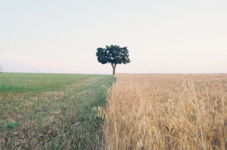 tree, minimal photography, fotografia contemporanea