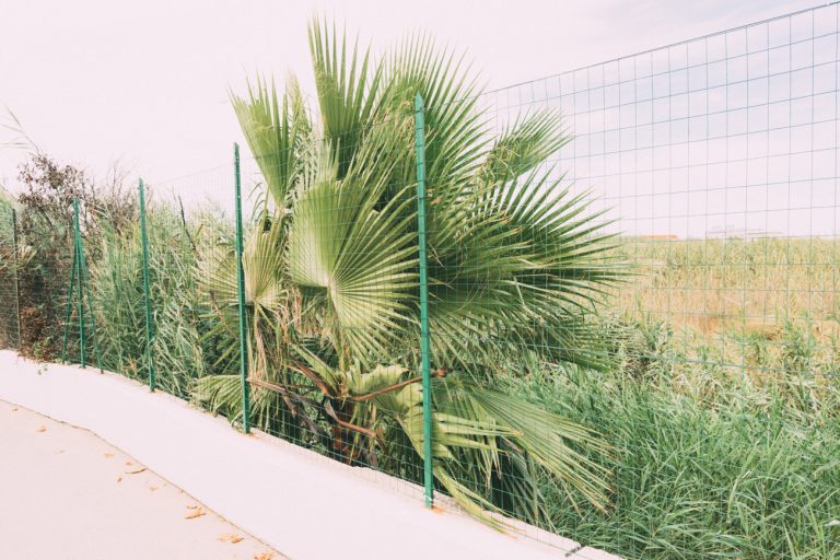 palm trees and net, fotografia contemporanea