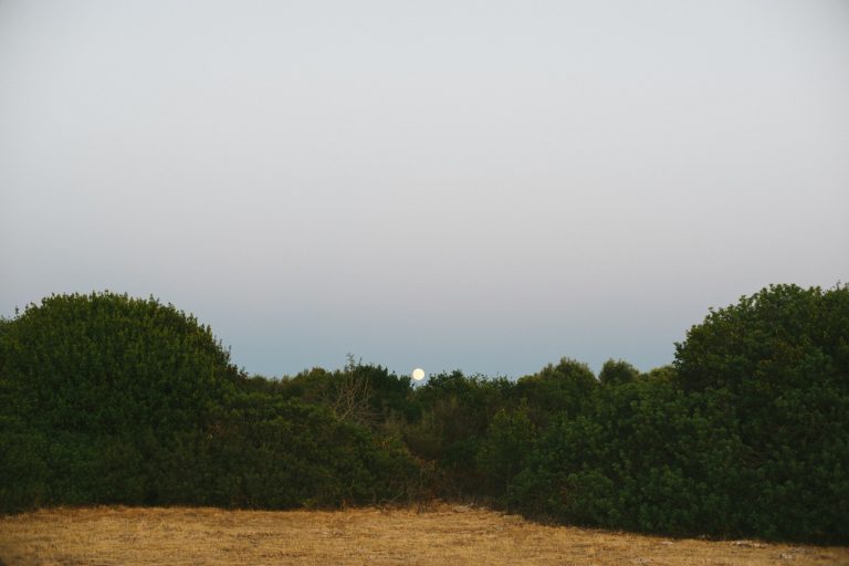 bush and moon, landscape photography , fotografia contemporanea