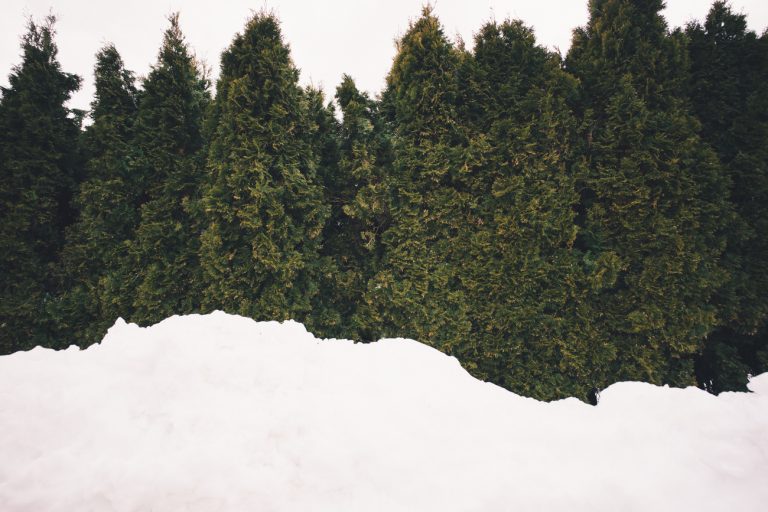 snow and trees, fotografia contemporanea